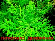 Синема деморфная - НАБОРЫ растений для запуска. ПОЧТОЙ ОТПРА
